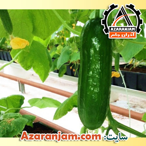 خیار حاصل از کشت هیدروپونیک