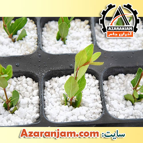 پرلیت - کشت هیدروپونیک