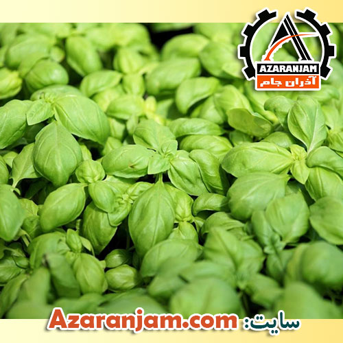 آموزش کشت هیدروپونیک ریحان