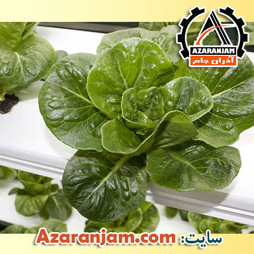 آموزش کشت هیدروپونیک کاهو