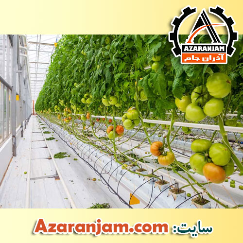 کشت هیدروپونیک گوجه فرنگی