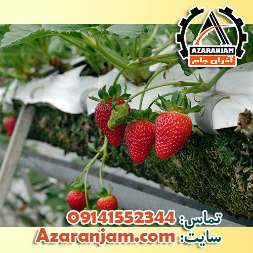 تجهیزات کشت هیدروپونیک توت فرنگی